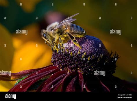 Western Honey Bee Apis Mellifera Stock Photo Alamy