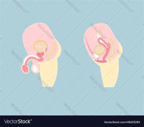 Male And Female Reproductive System Royalty Free Vector