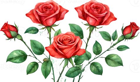 Ai Generated Watercolor Red Roses Png Png