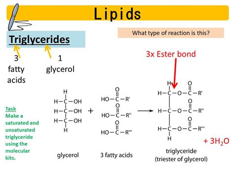 AQA A Level Biology Biological Molecules 5 Teaching Resources