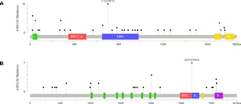 Frontiers Landscape Of Germline BRCA1 BRCA2 Variants In Breast And