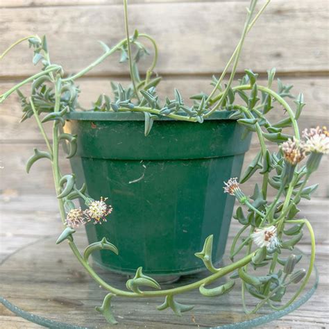 Senecio Peregrinus String Of Dolphins Easy Succulents