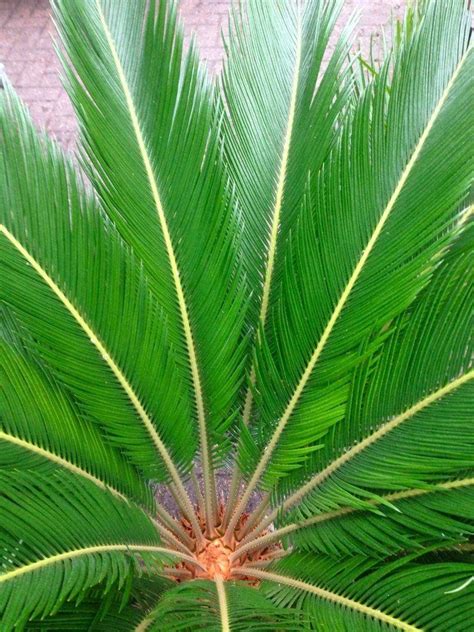 Huge Giant Cycad Cycad Revoluta Extra Large Specimen King Sago Palm Cycas Circa 80 100cm