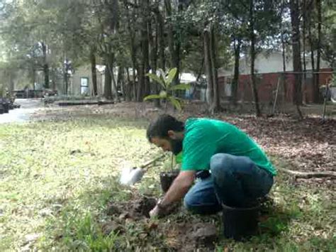 Proper Tree Planting Youtube