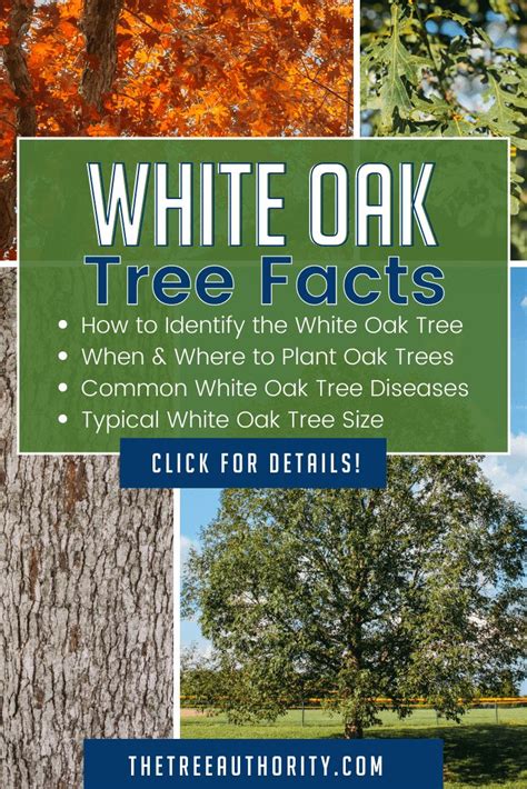 Want To Know More About White Oak Trees White Oak Tree Identification