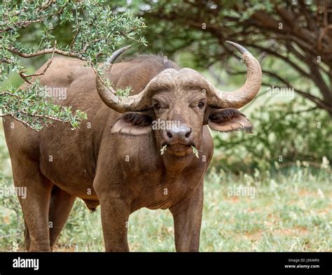 African Buffalo In Southern African Savanna Stock Photo Alamy