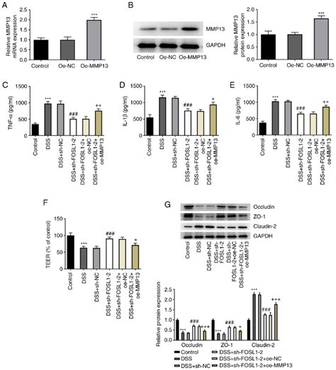 FOSL1 Knockdown Inhibits DSS Induced Inflammation And Barrier Damage In