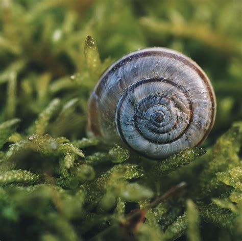 A white snail in nature 2044470 Stock Photo at Vecteezy