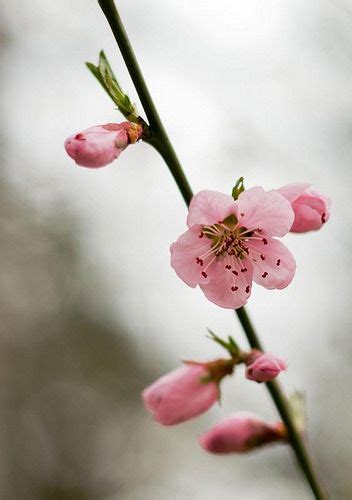 Pink Flowers Blooming On The Stem Of A Tree