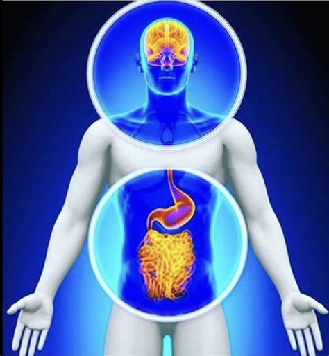 Il Microbiota Intestinale Intestino Come Secondo Cervello