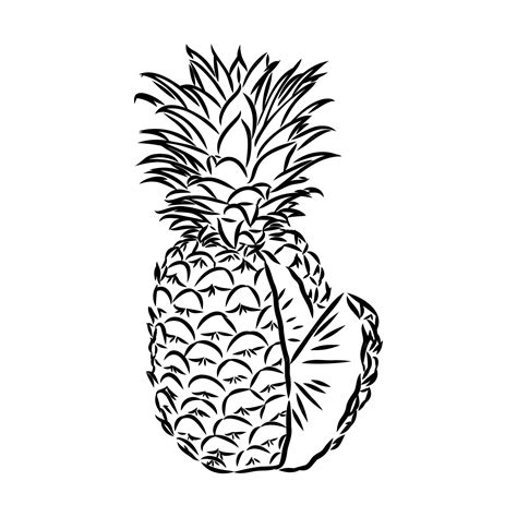 Premium Vector Image Of Pineapple Fruit Vector Black And White Illustration