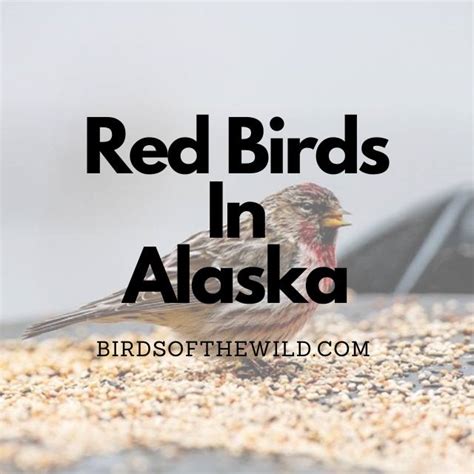 7 Red Birds In Alaska With Pictures Birds Of The Wild