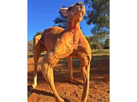 Australias Buff Kangaroo Is Back Showing Off His Big Guns Again