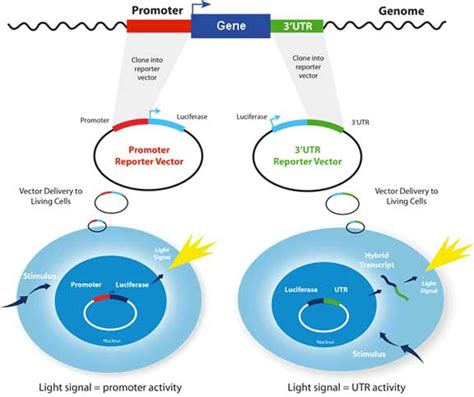 Active Motif Lightswitch Luciferase Assay System For Gene Regulation