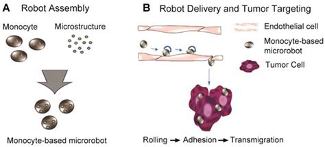 Biomimetics Free Full Text Macrophage Based Microrobots For Anticancer Therapy Recent