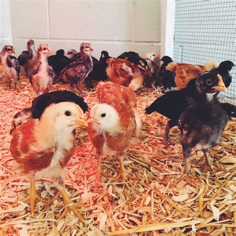 Everything You Need to Know About Heritage Chickens - Coastal Roots Farm