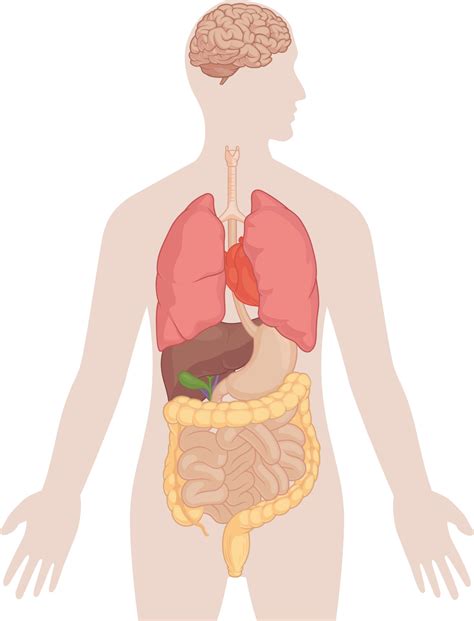 Woman Internal Organs Infographic Human Body Anatomy Lungs Kidneys