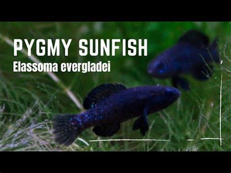 Pygmy Sunfish (Elassoma evergladei) Info and Care Guide in 2023