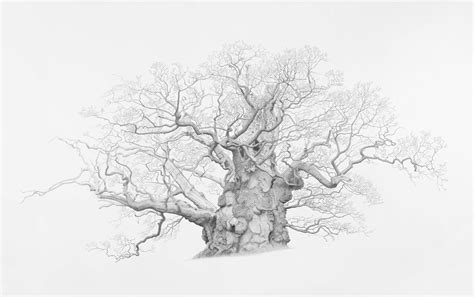 Mark Frith: Ancient Oaks - Harley Foundation