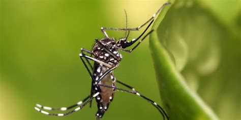 Mengenal Penyakit Chikungunya Dari Gigitan Nyamuk Gejala Tak Hanya