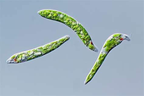 Euglena Deses Protist Photograph By Gerd Guenther Fine Art America