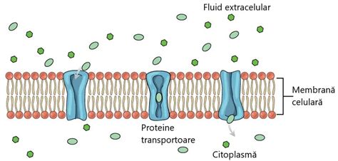 Membrana Celular Partea A Ii A Transportul Pasiv Info Natura