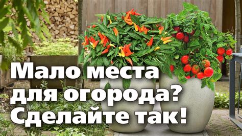 ОГОРОД В КОНТЕЙНЕРАХ МАЛО МЕСТА, А УРОЖАЙ - СУПЕР! - YouTube