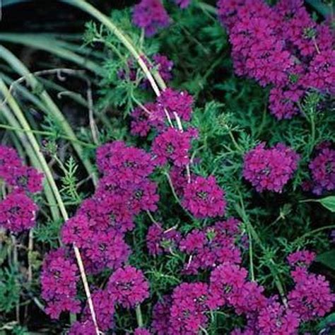 Moss Verbena Ground Cover Seeds verbena Tenuisecta 200seeds | Etsy