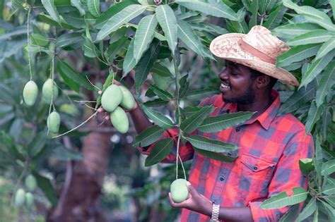 Premium Photo African Man Farmer Is Picking Mango Fruit In Organic