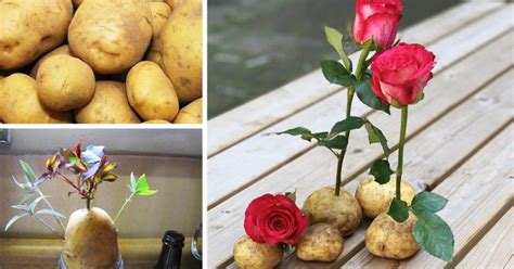 Come Far Crescere Una Rosa Su Una Patata Trucchi Fatti In Casa