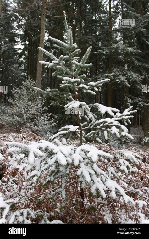 Evergreen Forest Tree Hi Res Stock Photography And Images Alamy