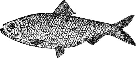 Alewife Vintage Illustration 35366094 Vector Art At Vecteezy