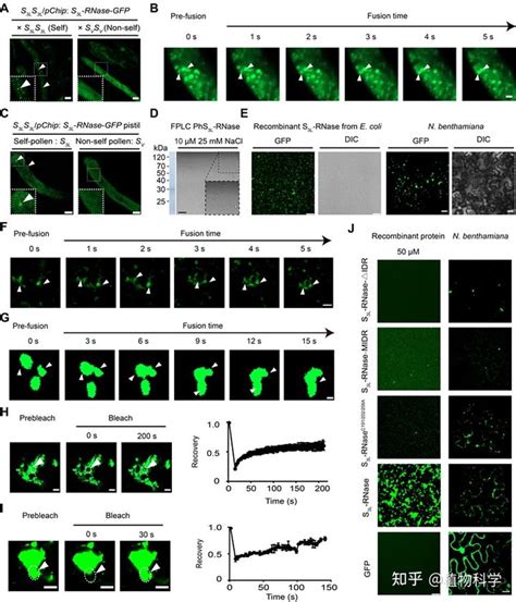 中国科学院遗传与发育生物学研究所薛勇彪实验室揭示被子植物自交不亲和反应新机制 知乎