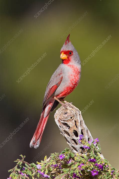 Pyrrhuloxia male - Stock Image - C011/7920 - Science Photo Library