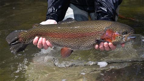 Pfbc Trout Stocking Schedule Pa Rene Vallie