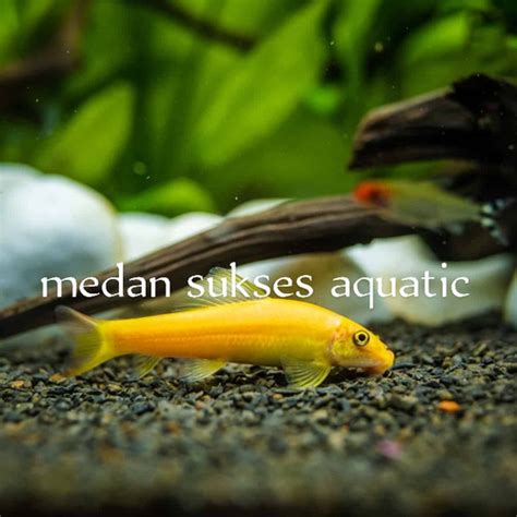 Jual A Cae Chinese Algae Eater Ikan Pemakan Lumut Aquascape Air