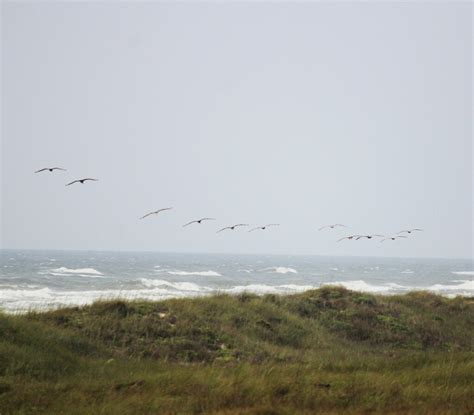 Brown Pelican From Kleberg County TX USA On May 22 2024 At 09 51 AM