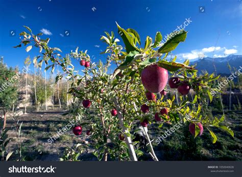 179 Apple Orchards Kashmir Images, Stock Photos, 3D objects, & Vectors ...