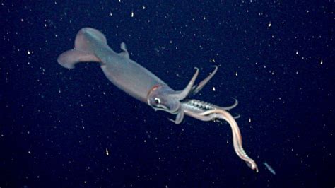 What caused the sudden jumbo squid declines in Mexico? • Earth.com