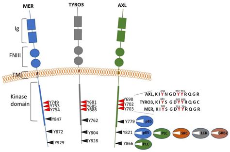 Cancers Free Full Text AXL Receptor In Cancer Metastasis And Drug