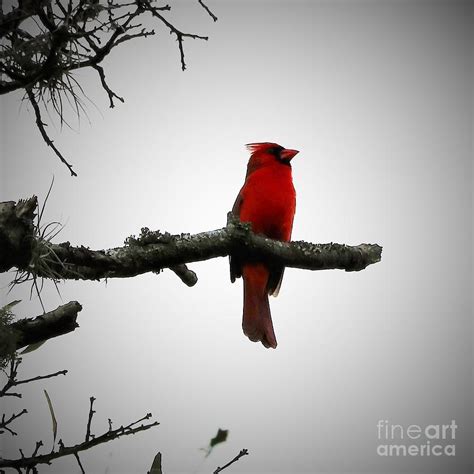 Cardinal On Watch Photograph By Diann Fisher Fine Art America