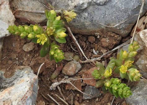 10 Types of Sedum Succulents - A-Z Animals