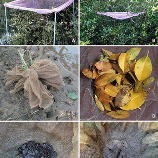 Arrangements made for litter collection and leaf litter decomposition... | Download Scientific ...