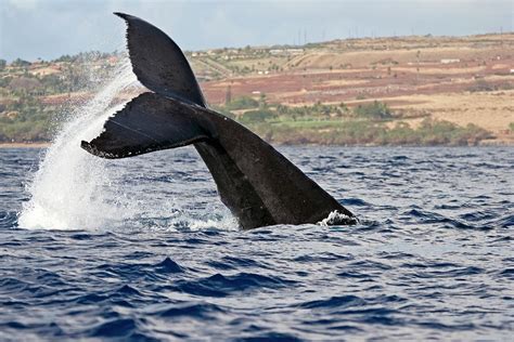 A Whale S Tail Splashing Photograph By Scott Mead Fine Art America