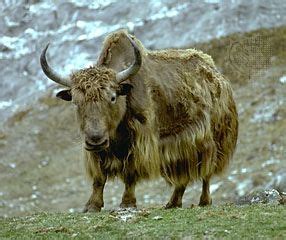 Yak | Wild Ox of Asia, Himalayas & Tibet | Britannica