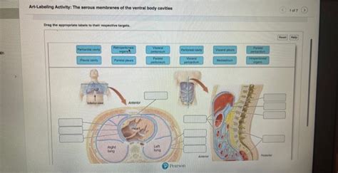 Solved Art Labeling Activity The Serous Membranes Of The Chegg