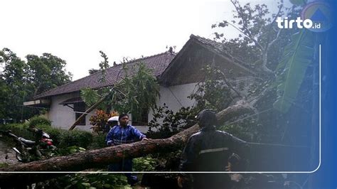 Pohon Tumbang Renggut Nyawa Bayi Di Mana Tanggung Jawab Pemda