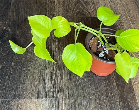 Variegated Neon Pothos Etsy