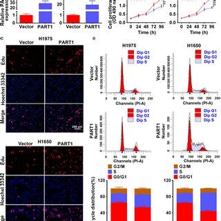 Lncrna Part Was Induced In Nsclc Tissues And Cells A Expression Of