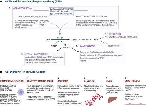 Frontiers The Global Role Of G6pd In Infection And Immunity